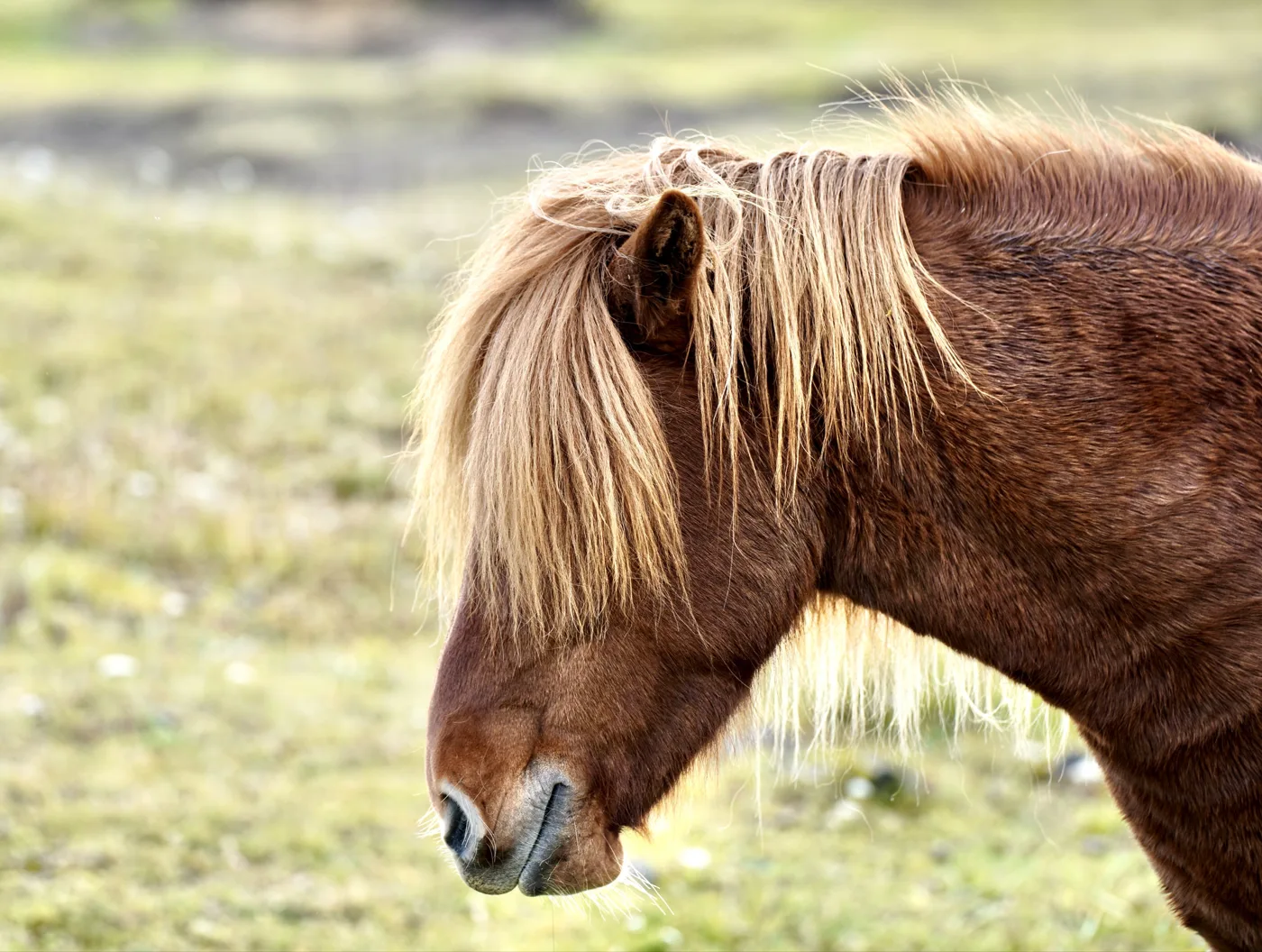 Iceland before MicroConf Europe 2026: This Icelandic pony heard I was attending MicroConf, and started pitching her…